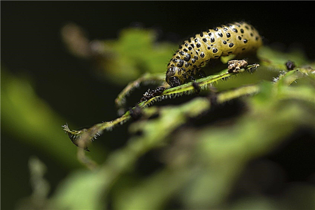 Ciclo de vida do Viburnum Leaf Beetle: Como tratar os besouros do Viburnum