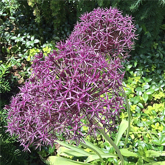 Allium Post Bloom Care: Prendre soin des bulbes d'allium une fois la floraison terminée
