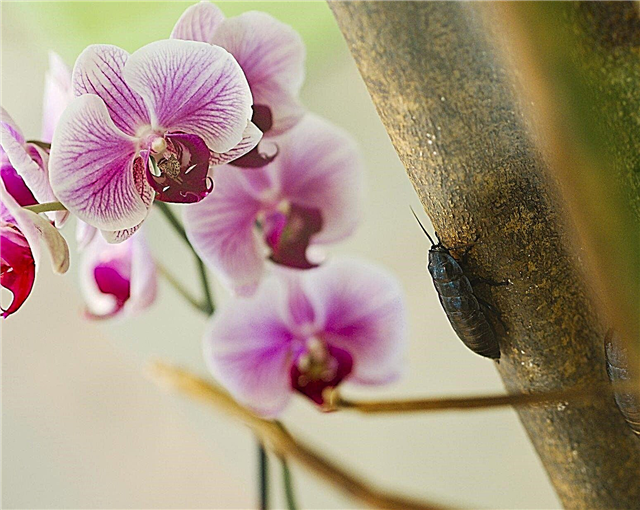 Control de plagas en las flores de orquídeas - Consejos sobre el manejo de plagas de orquídeas