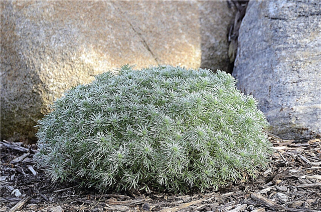 Artemisia vinterpleie: tips om vinterføre artemisiaplanter