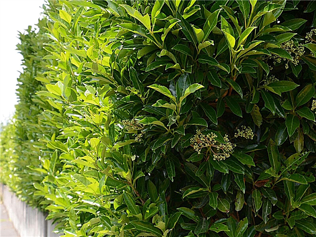 Viburnum Hedge Spacing: Cómo hacer crecer un seto de Viburnum en su jardín