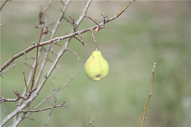 Pear Tree Not Leafing Out: Отстраняване на проблеми с Pear Tree Leaf проблеми