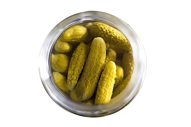 Posso adubar Pickles: Informações sobre como adubar Pickles