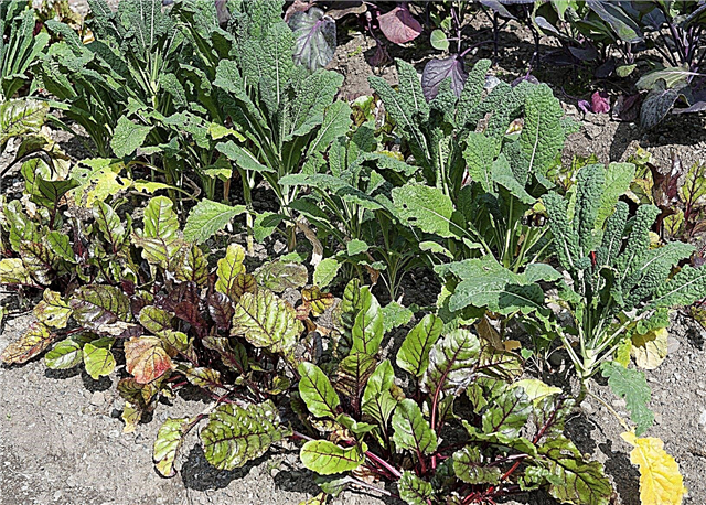 Plantas acompañantes de remolacha: aprenda sobre las compañeras de plantas de remolacha adecuadas