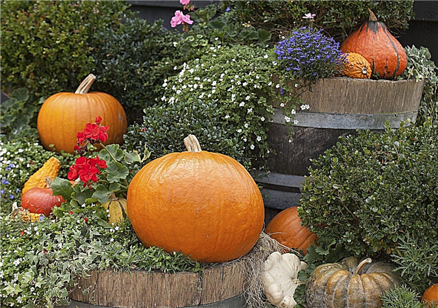 Plantes inspirées d'Halloween: découvrez les plantes avec un thème d'Halloween