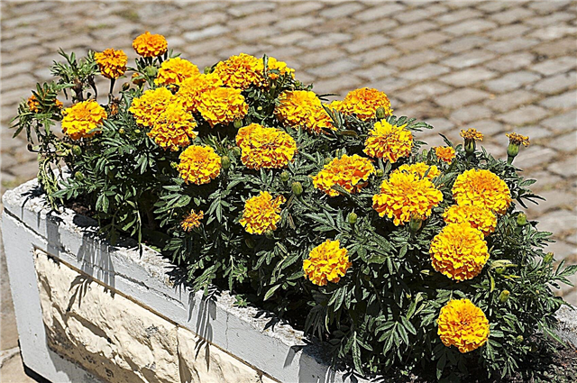 Zorg voor goudsbloemen in potten - Tips voor het kweken van goudsbloemen in containers