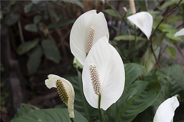 Peace Lily and Pollution - Help Peace Lilies helpen met de luchtkwaliteit