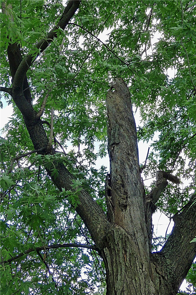 موت شجرة القيقب - ما هي أسباب انخفاض القيقب