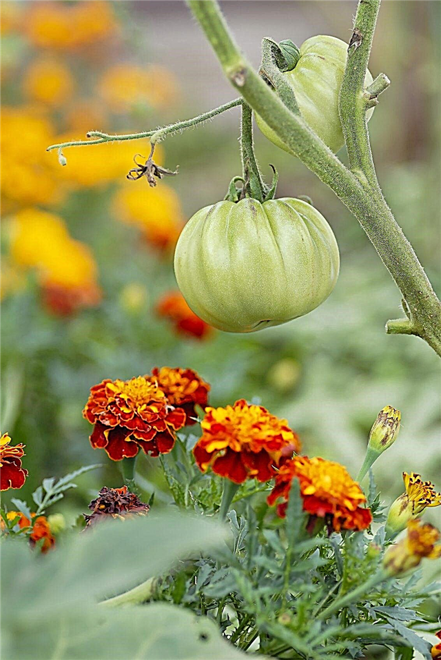 Marigold e Tomate Companion Planting: Marigolds e Tomates Crescem Bem Juntos