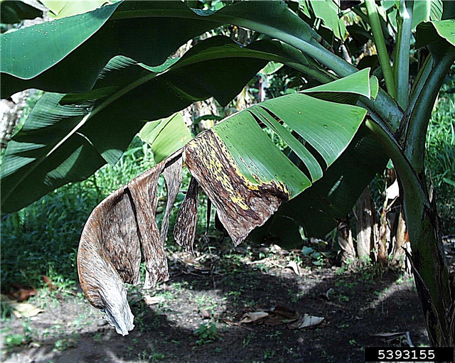 Болести и штеточине на биљкама банана: Отклањање проблема који утјечу на банане