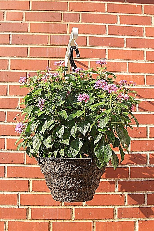 Plantes de lantana en pot: comment faire pousser du lantana dans des conteneurs