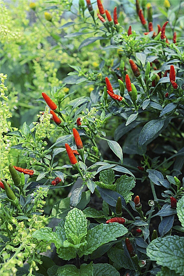 Chili Pepper Companion Planting - Co roste s rostlinami feferonky