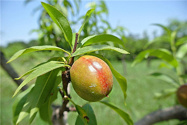När sprutar man nektariner: Tips om sprutning av nektarinträd i trädgårdar