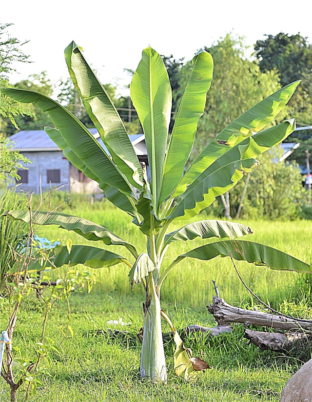 Wat bananenplanten te voeden - Hoe een bananenboomplant te bemesten