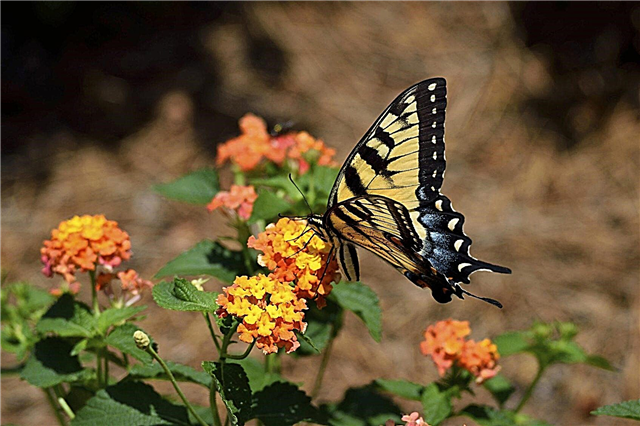 Lantana planta e borboletas: Lantana atrair borboletas
