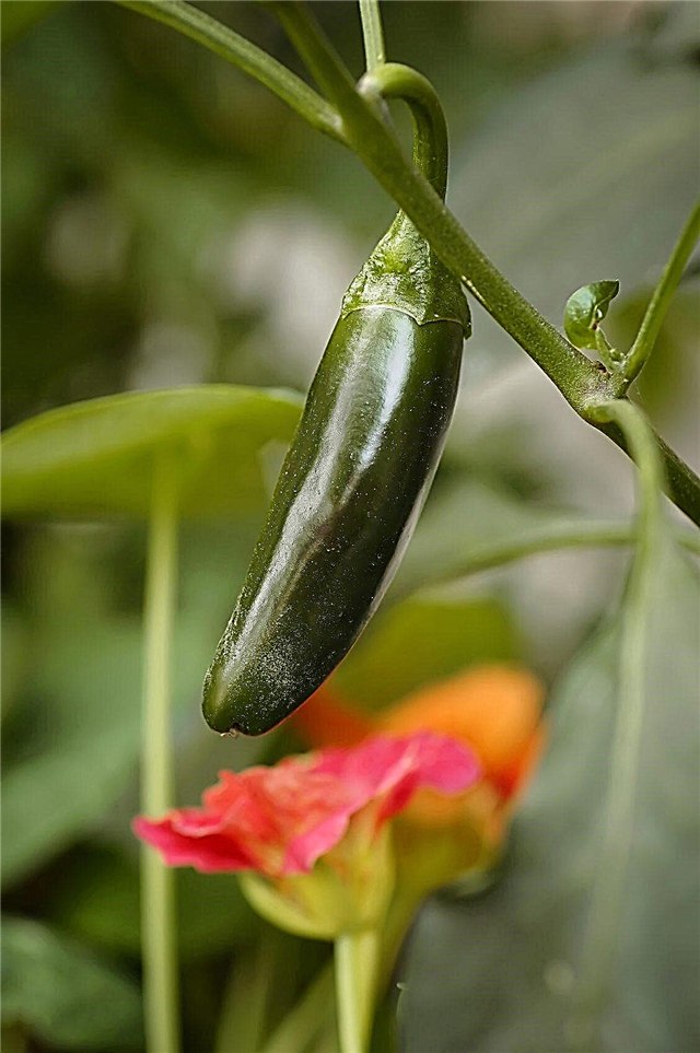 Jalapeno kísérő növények - Mit lehet ültetni a Jalapeno paprikával