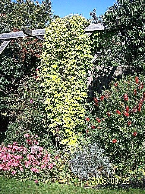 Попутні рослини хмелю: дізнайтеся, що садити з хмелем у садах