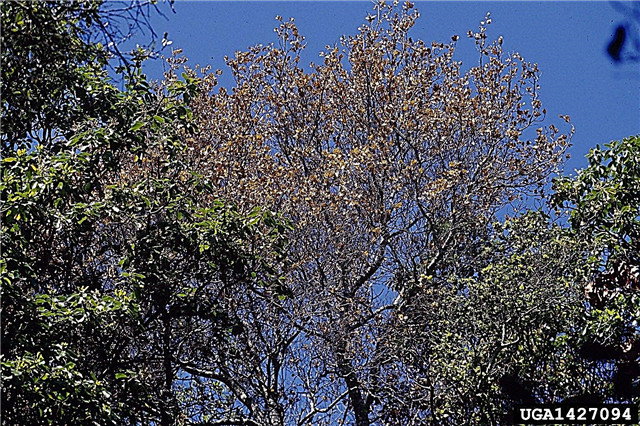 Ce este moartea subită de stejar: Aflați despre simptomele morții subite de stejar