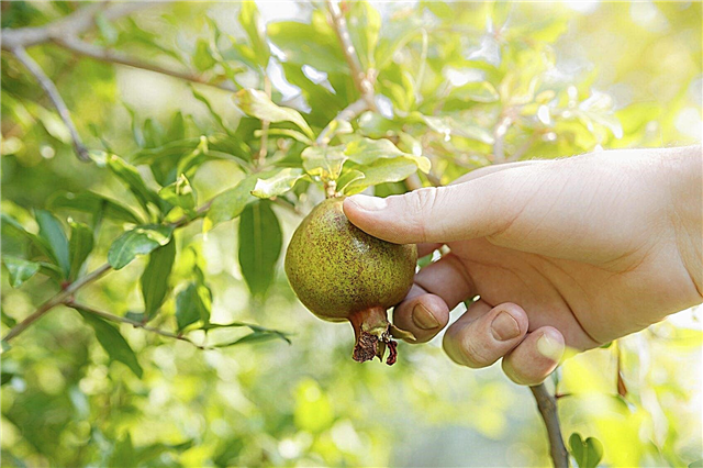 Granatäpfel pflücken - Erfahren Sie mehr über das Ernten von Granatapfelfrüchten
