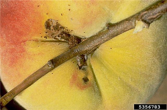 O que são brocas de pêssego: Aprenda sobre o ciclo de vida de brocas de pêssego