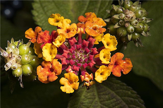צמחי לנטנה מטה-ראש: הסרת פרחים שהוצאו על לנטנה