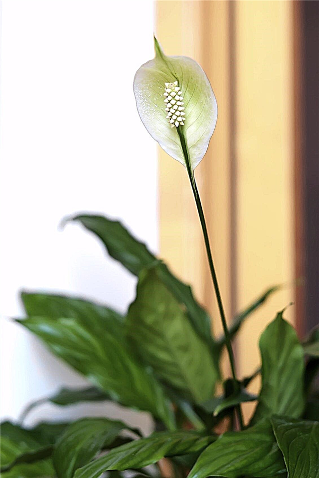 การตัดแต่งกิ่ง Peace Lily: เคล็ดลับวิธีการตัดแต่งกิ่ง Peace Lily Plant