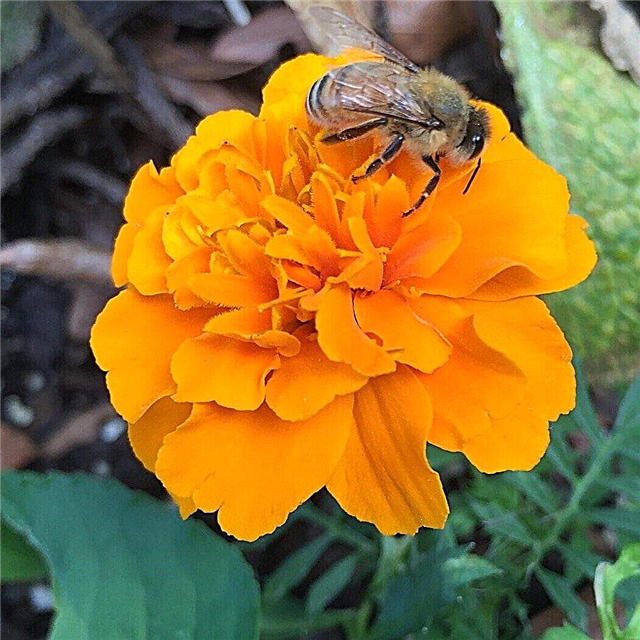 Marigolds Arılar püskürtmek mi: Marigolds ve bal arıları hakkında bilgi edinin