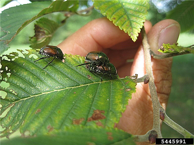 Was sind Pfadfinderkäfer? Fakten und Informationen zu japanischen Käfern