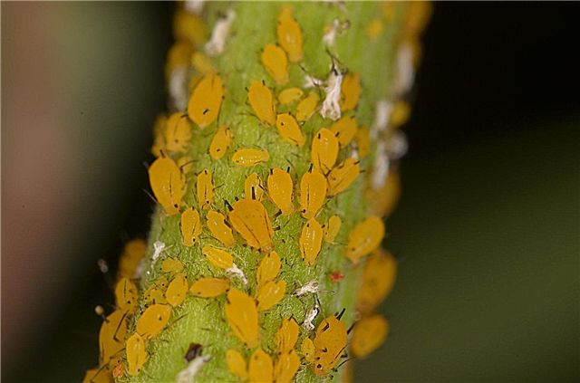 Was sind Oleanderblattläuse: Wie man Oleanderblattläuse loswird