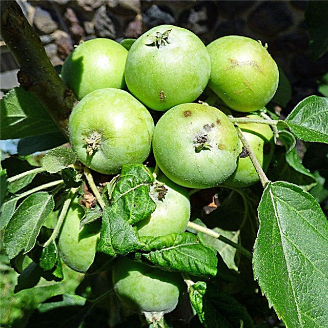 Spur Bearing Apple Info: Poda Spur Bearing Apple Trees en el paisaje