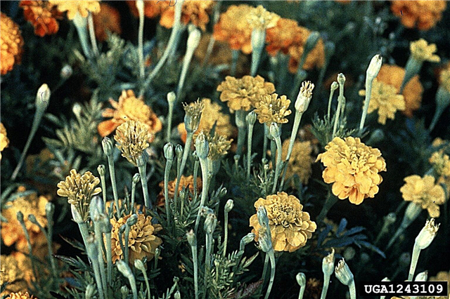 आम मैरीगोल्ड रोग: मैरीगोल्ड पौधों में बीमारियों के बारे में जानें