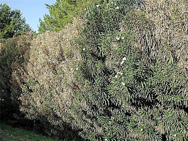Симптоми на оросяване на листа на Oleander - какво причинява Scorch на листата на Oleander