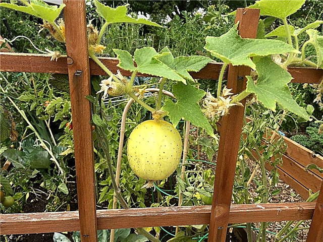 Zitronengurken pflanzen - Wie man eine Zitronengurke anbaut