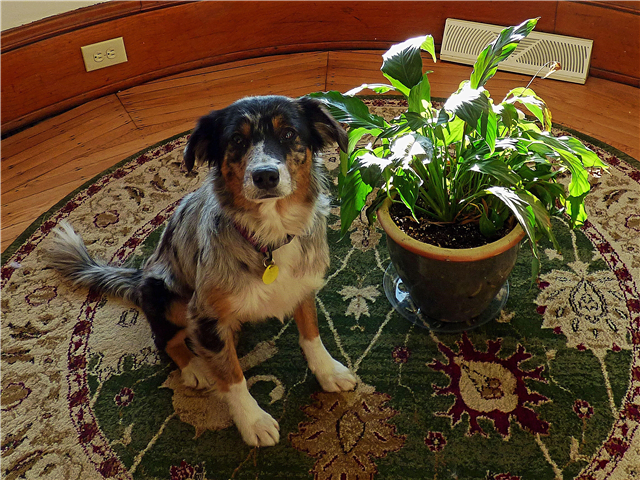 Peace Lily And Dogs - Est-ce que Peace Lily est toxique pour les chiens