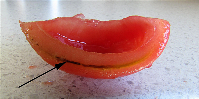 نتن البق على الطماطم: تعرف على الأضرار الناجمة عن الحشرات على ورقة