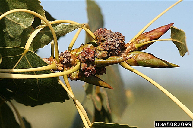 Bud Safran Akarı Böcekler Kavak Ağaçları - Kavak Bud Safar Akarı Tedavisi İpuçları