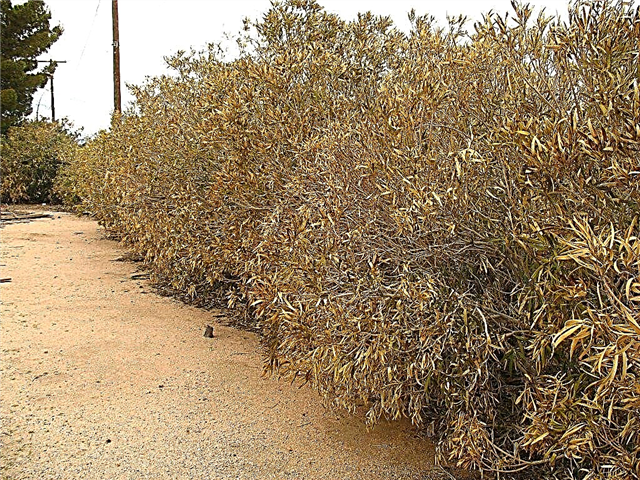 Arbustos de adelfa amarillentas: razones para que las hojas de adelfa se vuelvan amarillas