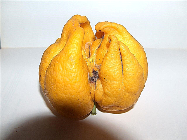 Citrus Bud Mite Damage - Bekämpfung von Citrus Bud Milben