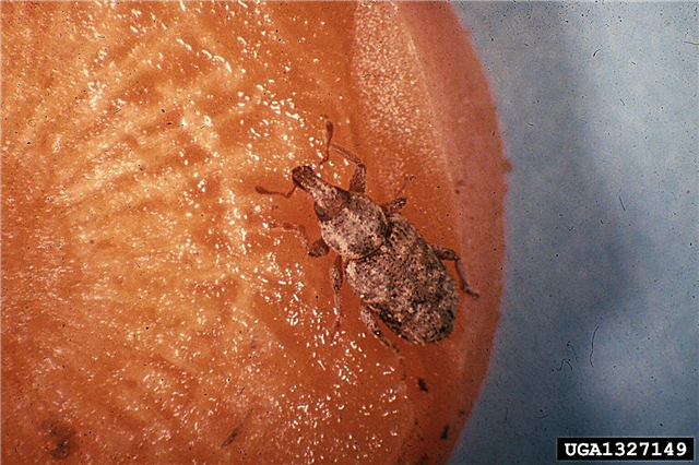 당근 Weevils 무엇입니까 : 정원에서 당근 사악한 관리에 대한 팁