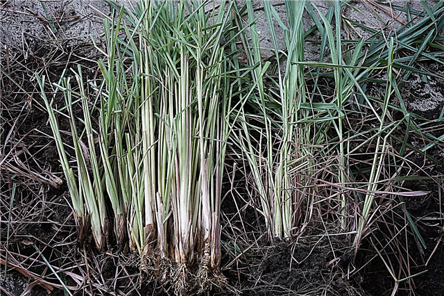 Rozmnażanie trawy cytrynowej według podziału: wskazówki dotyczące podziału roślin trawy cytrynowej