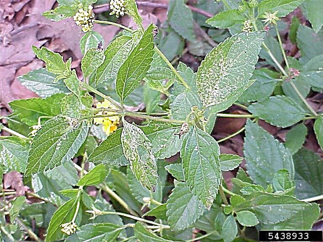 Flétrissement des plantes de Lantana: que faire si un buisson de Lantana meurt