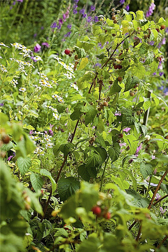 Plantas acompañantes de frambuesa: qué plantar con frambuesas