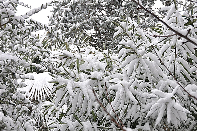 Oleander Winter Care: Überwinterung eines Oleander-Strauchs