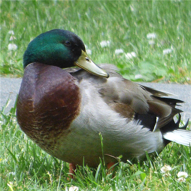 Faire visiter les étangs aux canards - Comment attirer les canards dans votre jardin