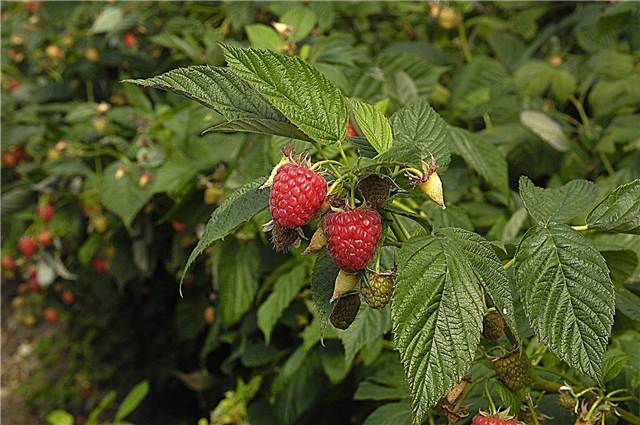 Hindbær gødningsbehov - hvornår man skal fodre hindbær