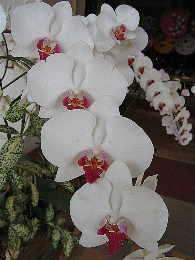 Culture d'orchidées pour débutants: Premiers pas avec les plantes d'orchidées