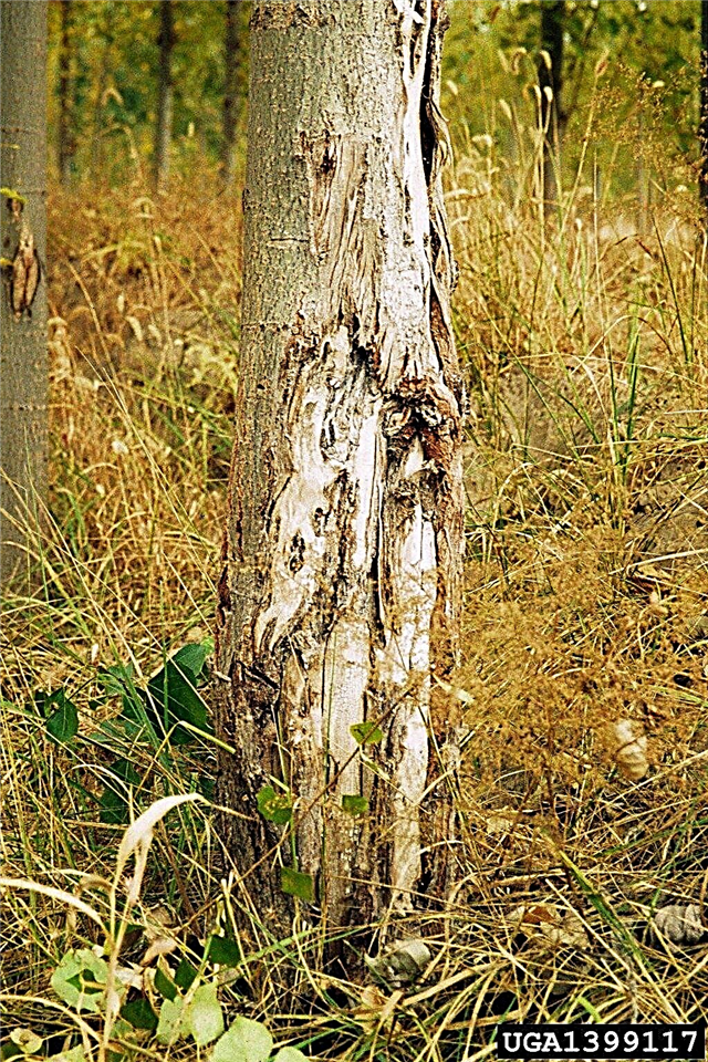 شجرة حور الأشجار - تعرف على مرض القرحة في أشجار الحور