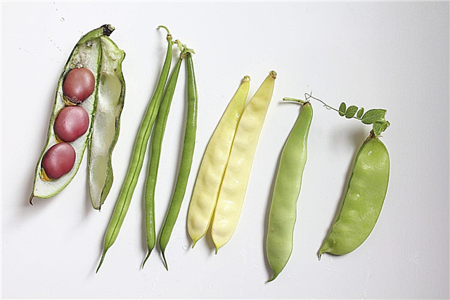 Bean Plant Variety: verschillende soorten bonen voor de tuin