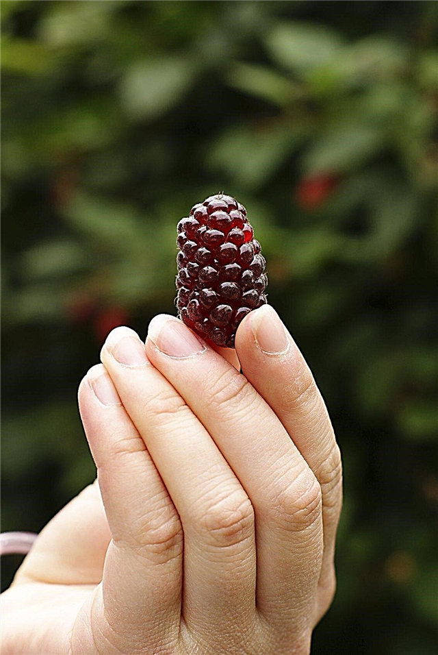 Loganberry Harvest Time: Erfahren Sie, wann Sie Loganberry-Früchte pflücken müssen
