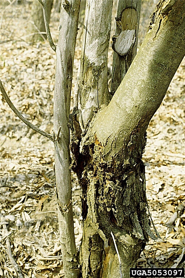 Kastanilaterna elutsükkel - näpunäited kastanipuu raviks